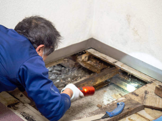Best Mold Remediation  in Fullerton, PA