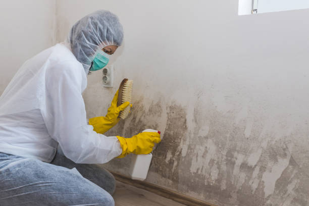 Best Mold Removal Specialists  in Fullerton, PA