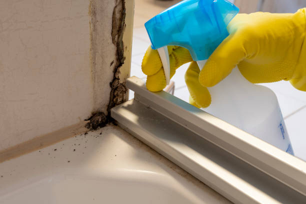 Best Professional Mold Removal  in Fullerton, PA