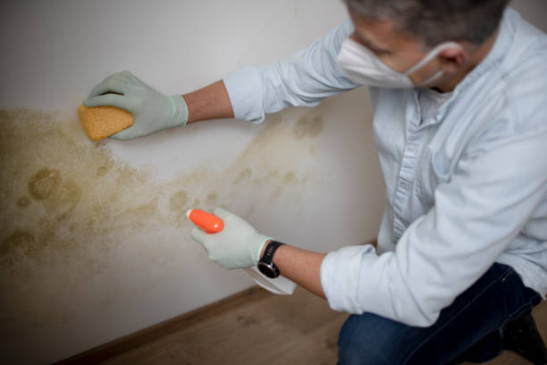 Best Mold Cleaning Services  in Fullerton, PA