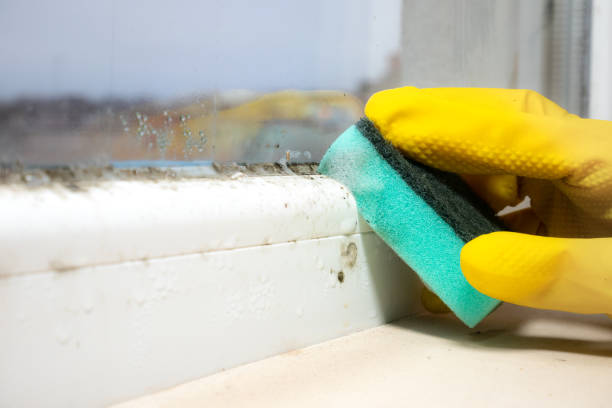 Best Mold Testing and Removal  in Fullerton, PA