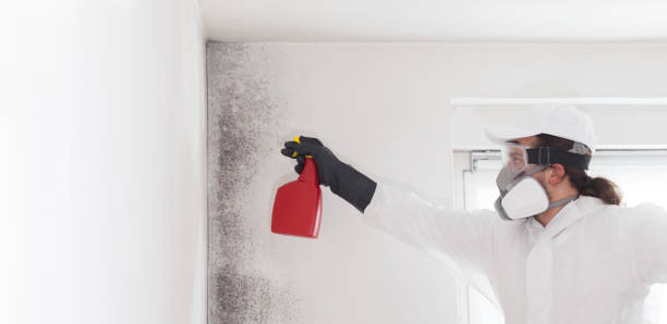 Best Affordable Mold Removal  in Fullerton, PA