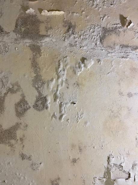 Best Fast Mold Removal  in Fullerton, PA