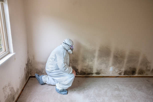 Best Professional Mold Removal  in Fullerton, PA