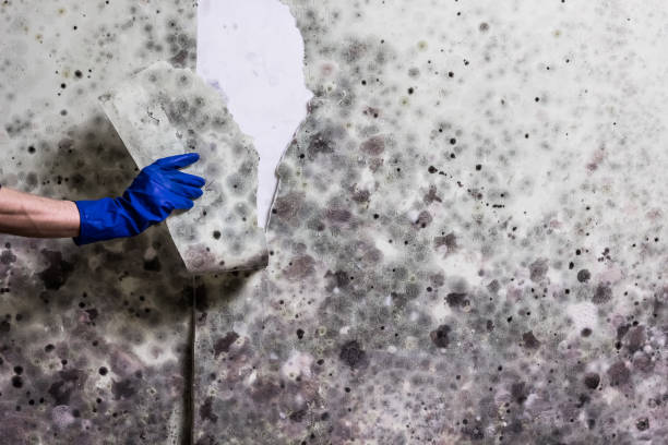 Best Emergency Mold Removal  in Fullerton, PA